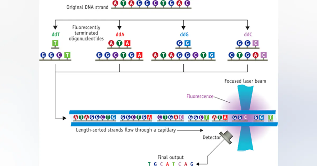 Fluorescence Detection In Automated Dna Sequence Analysis at Cheryl