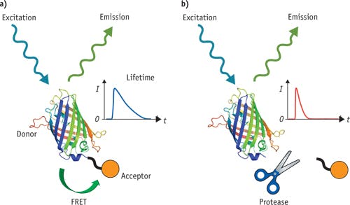 FIGURE 4. Fluorescence lifetime can study apoptosis mediated by proteases. See text for details [12].