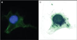 FIGURE 2. A fixed reticular fibroblastic cell imaged with traditional fluorescent microscopy (a) and Nanolive's technology (b). The membrane is stained in green and nucleus in blue. FIGURE 2. A fixed reticular fibroblastic cell imaged with traditional fluorescent microscopy (a) and Nanolive's technology (b). The membrane is stained in green and nucleus in blue.