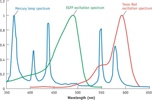 FIGURE 1. The peaks of the mercury spectrum align well with the excitation of Texas Red, which accounts for the fluorophore&apos;s popularity. While green fluorescent protein (GFP)&apos;s excitation spectrum overlaps a weaker portion of the mercury spectrum, GFP is nonetheless popular because of its advantages in biological experiments. An ideal source for fluorescence would offer adjustable high power across the visible, near-UV, and far-red.