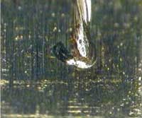 FIGURE 5. A stranded 0.01-in diameter silver wire welded to nickel plated copper terminal. FIGURE 5. A stranded 0.01-in diameter silver wire welded to nickel plated copper terminal.