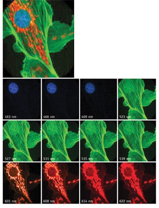 FIGURE 1. Bovine pulmonary artery endothelial (BPAE) cells, stained with MitoTracker Red CMXRos, Alexa Fluor 488 phalloidin, and DAPI, were imaged using an image mapping spectrometry (IMS) prototype instrument. The dozen 350 &times; 350 spectral images represent a total of 48 acquired simultaneously; they show ~0.5 &micro;m resolution and spectral sampling over a 200 nm range with all image detail preserved. Filter sets by Chroma (61001 DAPI/FITC/Propidium Iodide) were used to select the excitation wavelength and separate the fluorescent signal from the excitation light.