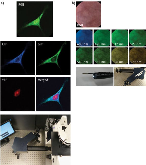 FIGURE 3. IMS results (above) and implementations (below) obtained in two biomedical applications. Unmixed pseudo-color fluorescent protein components and merged microscopy images (a) of triple-labeled Hela cells (expressing ECFP in the mitochondria, EGFP on the on the plasma membrane, and SYFP in the nucleus) were obtained over a 500 ms integration time using a Zeiss Axiovert microscope with 40x, 0.75 NA objective. Wide-field reflectance mode microscopy images, showing in-vivo oral tissue (b) in eight selected channels and RGB composite, highlight vasculature in approximately 5 mm diameter field of view. The use of IMS in intact tissues can be easily enhanced by incorporation of an optical sectioning capability by easy combining IMS with structured illumination, Nipkow disk confocal, or 3-D spatial deconvolution systems.