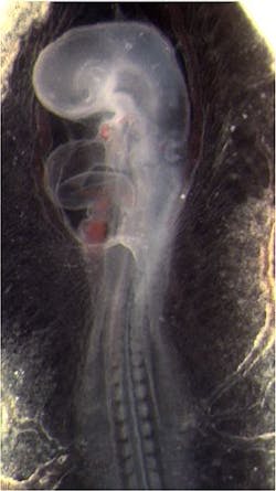 Boex Heart Stress Maps Embryo Highres Web Boex Heart Stress Maps Embryo Highres Web