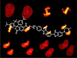 Content Dam Bow En Articles 2015 10 Newly Developed Far Red Dna Stain Can Image Living Cells Leftcolumn Article Thumbnailimage File Content Dam Bow En Articles 2015 10 Newly Developed Far Red Dna Stain Can Image Living Cells Leftcolumn Article Thumbnailimage File