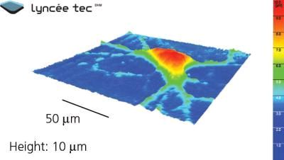 Content Dam Bow Online Articles 2011 08 Microscopy Neurons