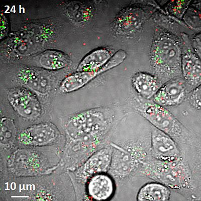 Content Dam Bow Online Articles 2011 12 Nanotubes 120611