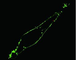 Content Dam Bow Online Articles 2011 12 Peidong Fig1 Content Dam Bow Online Articles 2011 12 Peidong Fig1