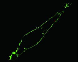 Content Dam Bow Online Articles 2011 12 Peidong Fig1 Content Dam Bow Online Articles 2011 12 Peidong Fig1