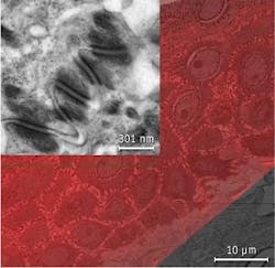 FEI’s new MAPS (Modular Automated Processing System) correlative workflow system helps researchers see both large-scale context and small-scale detail in one view. FEI’s new MAPS (Modular Automated Processing System) correlative workflow system helps researchers see both large-scale context and small-scale detail in one view.
