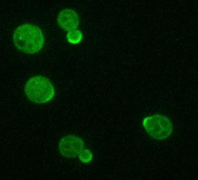 Content Dam Bow Online Articles 2012 02 40773 Web