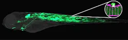 For the first time, researchers have observed repair of the plasma membrane of a cell in zebrafish using fluorescent imaging. For the first time, researchers have observed repair of the plasma membrane of a cell in zebrafish using fluorescent imaging.