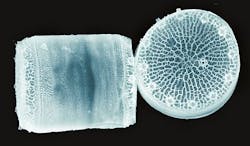 Content Dam Bow Online Articles 2012 03 Diatom Biosensor 1 Content Dam Bow Online Articles 2012 03 Diatom Biosensor 1