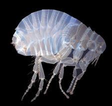 Content Dam Bow Online Articles 2012 03 Ims Bio Lens3