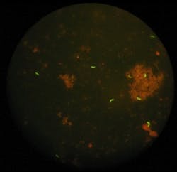 Content Dam Bow Online Articles 2012 08 20120810 153903 Bacilli Klein Content Dam Bow Online Articles 2012 08 20120810 153903 Bacilli Klein