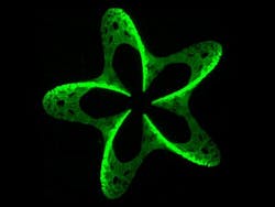 Content Dam Bow Online Articles 2012 08 3d Photografting News 2 Web Content Dam Bow Online Articles 2012 08 3d Photografting News 2 Web