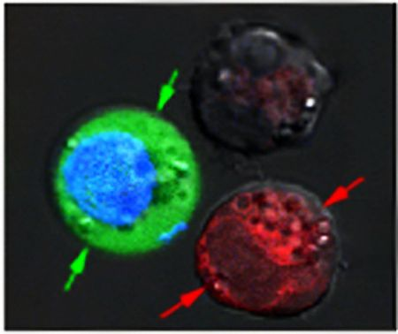 Content Dam Bow Online Articles 2012 12 Nanobubbles 6 Web 120312