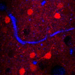 Content Dam Bow Online Articles 2013 01 3mpm2 Content Dam Bow Online Articles 2013 01 3mpm2