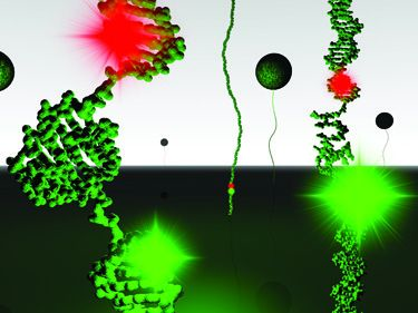 Content Dam Bow Online Articles 2013 01 Telomeres 011813