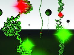 Content Dam Bow Online Articles 2013 01 Telomeres 011813 Content Dam Bow Online Articles 2013 01 Telomeres 011813