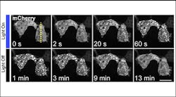 Content Dam Bow Online Articles 2013 02 2013 0213 Kane Clustering Content Dam Bow Online Articles 2013 02 2013 0213 Kane Clustering