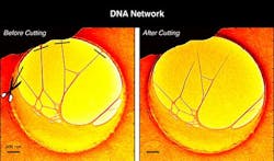 Content Dam Bow Online Articles 2013 02 Fig1 Pnas Coloredenhanced 2nd Page2 News Web Content Dam Bow Online Articles 2013 02 Fig1 Pnas Coloredenhanced 2nd Page2 News Web