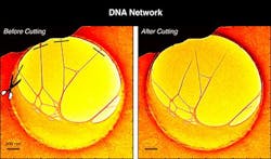 Content Dam Bow Online Articles 2013 02 Fig1 Pnas Coloredenhanced 2nd Page2 News Web Content Dam Bow Online Articles 2013 02 Fig1 Pnas Coloredenhanced 2nd Page2 News Web