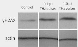 Content Dam Bow Online Articles 2013 03 Terahertz 1 Web Content Dam Bow Online Articles 2013 03 Terahertz 1 Web