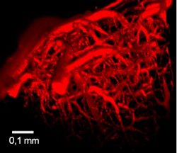 Content Dam Bow Online Articles 2013 05 Image Colorant Cerveau Content Dam Bow Online Articles 2013 05 Image Colorant Cerveau