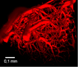 Content Dam Bow Online Articles 2013 05 Image Colorant Cerveau Content Dam Bow Online Articles 2013 05 Image Colorant Cerveau