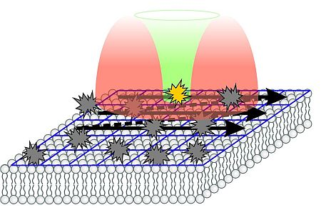 Content Dam Bow Online Articles 2013 07 2013 099 Nature Molekuelbewegungen In Lebenden Zellen Sehen Web