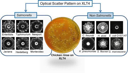 Content Dam Bow Online Articles 2014 02 Bhunia Salmonella Web