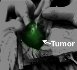 Content Dam Bow Online Articles 2014 07 Glow2 2