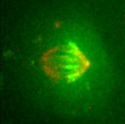 Content Dam Bow Online Articles 2014 07 Ncb Microtubul Ms Big Content Dam Bow Online Articles 2014 07 Ncb Microtubul Ms Big