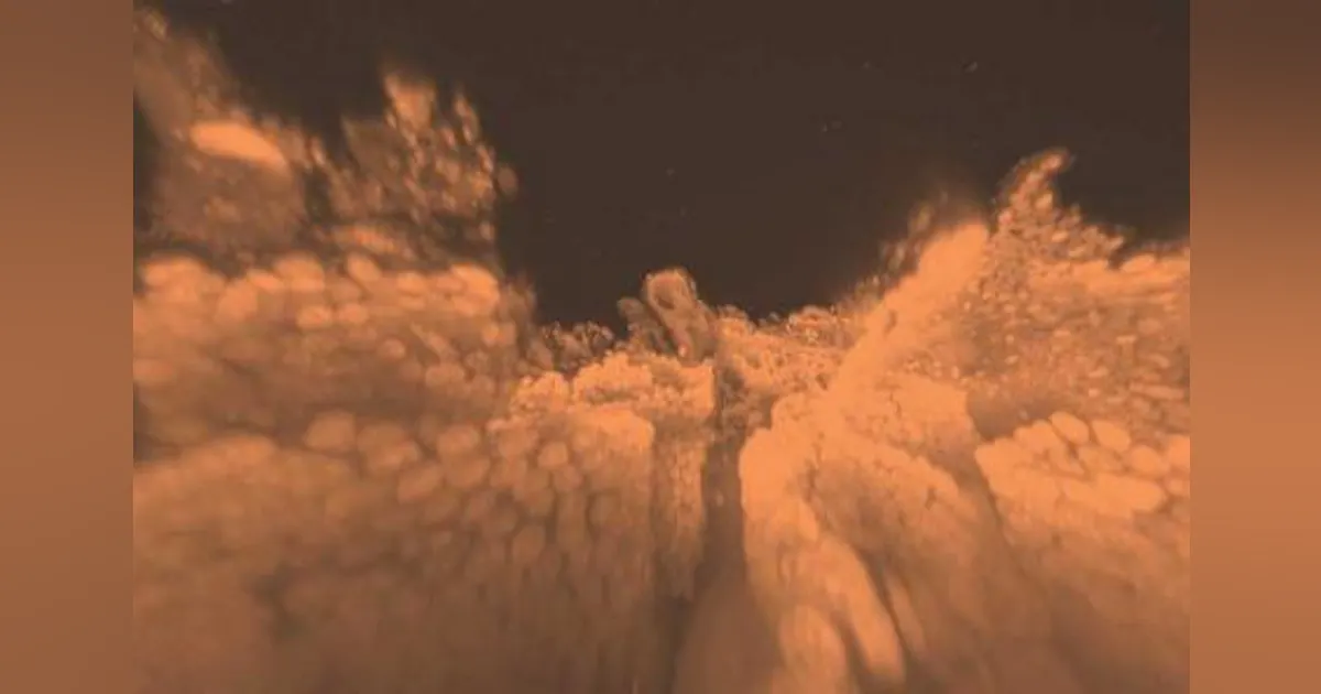 Tissue Optik New method yields optically transparent tissue for light microscopy ...