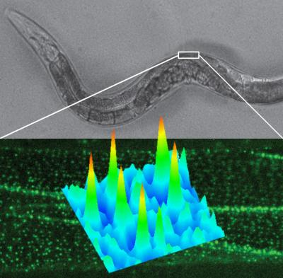 Content Dam Bow Online Articles 2014 09 79489 Web