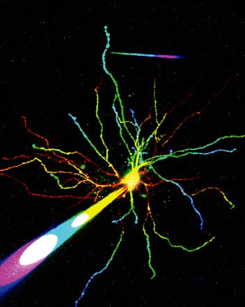 Two-photon imaging enables deeper understanding of neuron function ...