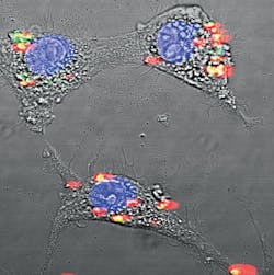 Content Dam Bow Online Articles 2014 10 Albumin Encapsulated Re Web Content Dam Bow Online Articles 2014 10 Albumin Encapsulated Re Web