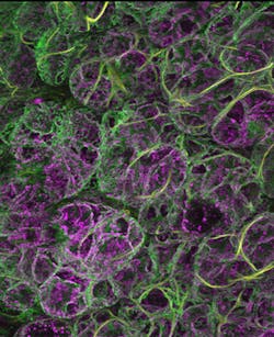 A volume rendering of mitochondria. A volume rendering of mitochondria.