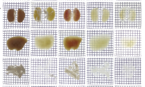 Content Dam Bow Online Articles 2014 11 Fig1 Pr