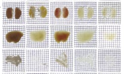 Content Dam Bow Online Articles 2014 11 Fig1 Pr Content Dam Bow Online Articles 2014 11 Fig1 Pr