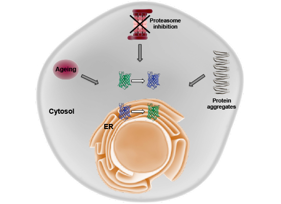 Content Dam Bow Online Articles 2015 August Aging 1