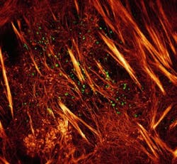 Content Dam Bow Online Articles 2015 August Fig 4a Small Web Content Dam Bow Online Articles 2015 August Fig 4a Small Web