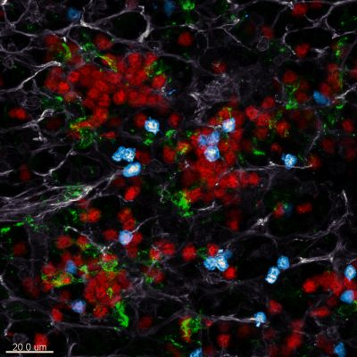 Content Dam Bow Online Articles 2015 August Kastenm Ller P Zellen Mva Web