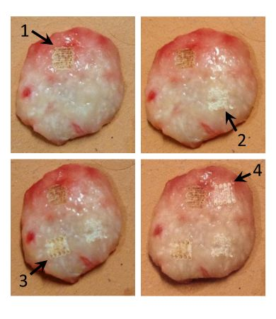 Content Dam Bow Online Articles 2015 February Fau Cancer Study Web