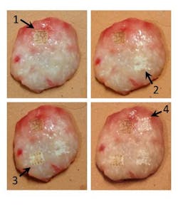 Content Dam Bow Online Articles 2015 February Fau Cancer Study Web Content Dam Bow Online Articles 2015 February Fau Cancer Study Web