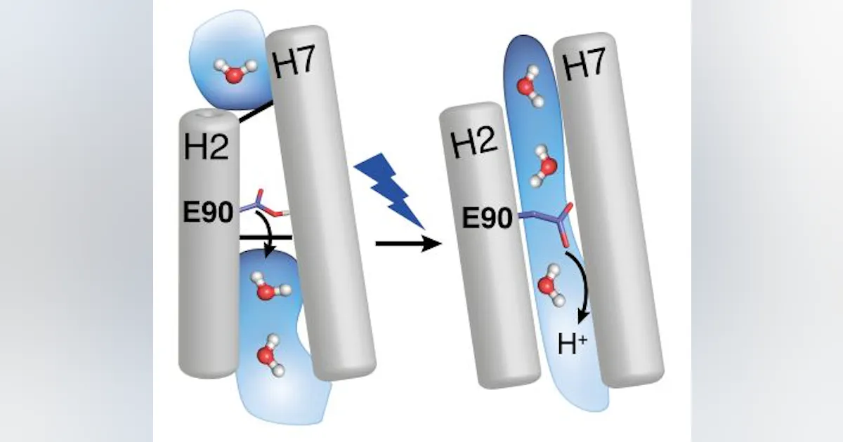 Spectroscopy method helps decode protein used in optogenetics | Laser ...