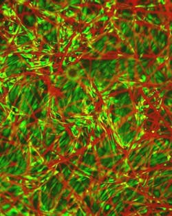 Content Dam Bow Online Articles 2015 July Fluorescentfibers Web Content Dam Bow Online Articles 2015 July Fluorescentfibers Web