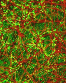 Content Dam Bow Online Articles 2015 July Fluorescentfibers Web Content Dam Bow Online Articles 2015 July Fluorescentfibers Web