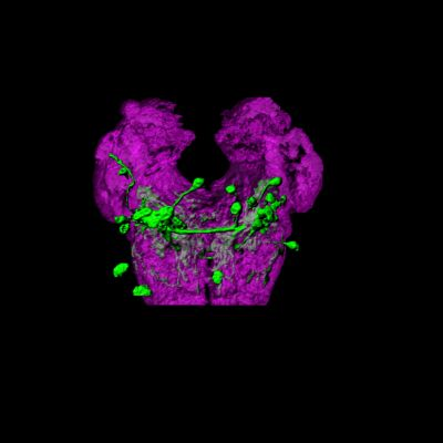 Content Dam Bow Online Articles 2015 July Sog Neurons Web